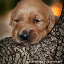 Golden Retriever Puppies from Studley Hill Goldens, LLC.