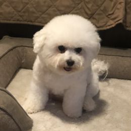 Roxy - Bichon Frise