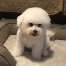 Roxy - Bichon Frise