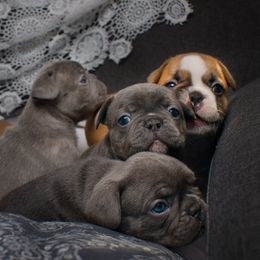 French Bulldog Puppies from Wilson Frenchies