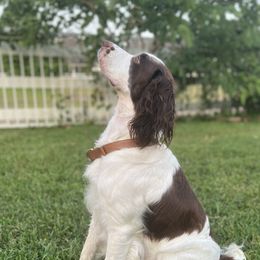 Ellie - English Springer Spaniel