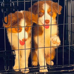 Blaze - Red tri-color Australian Shepherd puppy in Kansas City, Kansas from A Beautiful Soul Aussies