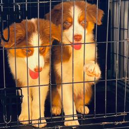 Blaze - Red tri-color Australian Shepherd puppy in Kansas City, Kansas from A Beautiful Soul Aussies