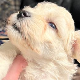 Tink (black collar) - White female Miniature Schnauzer puppy in Port Orchard, Washington from Silver Bells Miniature Schnauzers