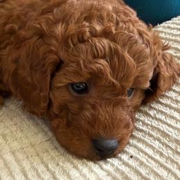 Fern - Red  female Goldendoodle puppy in Arcadia, California from Ginger Doodles