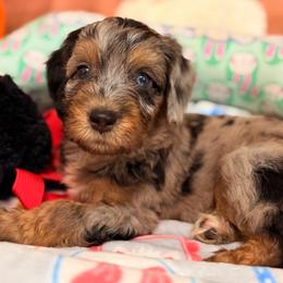 Acorn - Blue merle male Aussiedoodle puppy in Dickerson, Maryland from Pawsome Aussie Doodles and Oodles