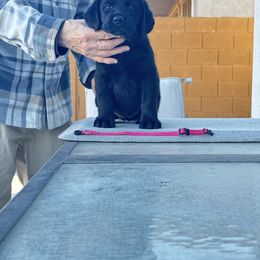 Girl 1 - Labrador Retriever puppy in Buckeye, Arizona from Foothills Labrador Retrievers