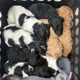 Poodle puppies from Sweet Country Standards