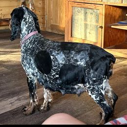 Merlot - English Springer Spaniel