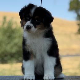 Small Blk Tri Female - Black tri-color female Australian Shepherd puppy in Touchet, Washington from Northwest Rainbow Aussies and Golden Retrievers