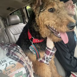 Airedale Terrier Puppies from Cool Hand Luke Kennels