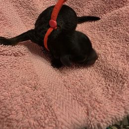 Casey - Phantom female Poodle puppy in Wittmann, Arizona from Marlees Puppies 1