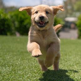 Bea ( Bae-uh)  ( Dark Purple ) - Dark golden female Golden Retriever puppy in Oregon from A Goldens First Love