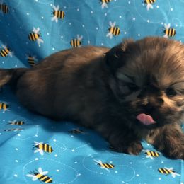 Andy Oakley - Brindle and white male Shih Tzu puppy in Greenville, Texas from Your Fuzzy Puppy