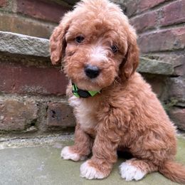 Light green collar - Red  male Goldendoodle puppy in Ridgewood, New Jersey from Jessie’s Doodles