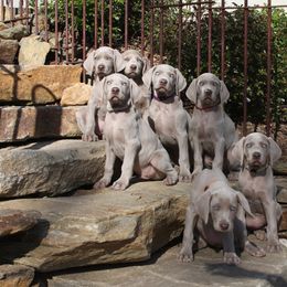 Weimaraner Puppies from Simpatico
