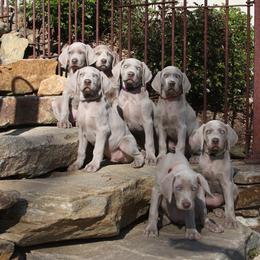 Weimaraner Puppies from Simpatico