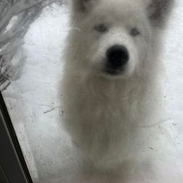 Samoyed All Grown Up from Stirling Silver Samoyeds