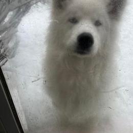 Samoyed All Grown Up from Stirling Silver Samoyeds