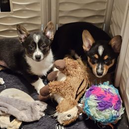 American Corgis and Pembroke Welsh Corgis from Clarence Corgis