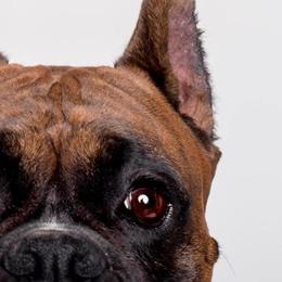 Boxers from Zero To Hero