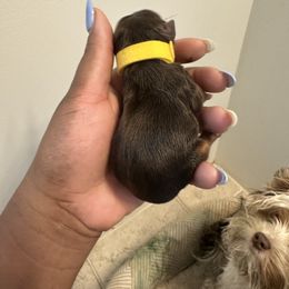 Yellow - Chocolate and tan female Yorkshire Terrier puppy in Selden, New York from Alisha's Yorkshire Terriers