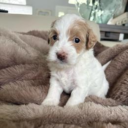 Donatello - Parti male Goldendoodle puppy in Brooksville, Florida from Abby’s Standard Goldendoodles