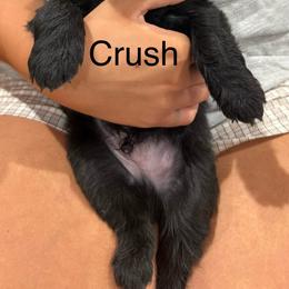 Crush red collar - Black male Whoodle puppy in Pima, Arizona from Schmidt's K9s