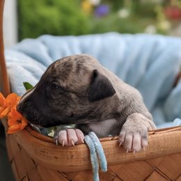 Whippet Puppies from Firefly Cove Whippets