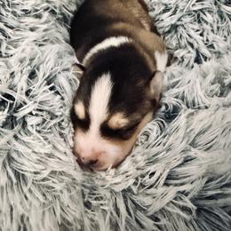 Raj - Wolf sable male Pomsky puppy in Cumberland County, Pennsylvania from M&L Pomskies