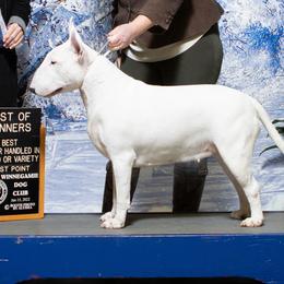Bull Terriers from Castlerea Kennel/White Barn Farm