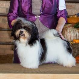 Annie - Havanese