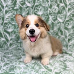 Duke - Sable male Pembroke Welsh Corgi puppy in Columbia, Tennessee from Wiggle B Ranch Corgis