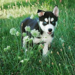 Poodle and Siberian Husky Puppies from White Water Dogs