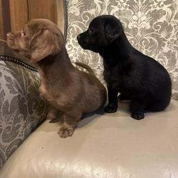 Buck - Chocolate and tan male Dachshund puppy in Alvord, Texas from Gift of Gods Favor