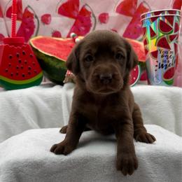 Yellow - Chocolate female Labrador Retriever puppy in Heath Springs, South Carolina from Rich Hill Retrievers