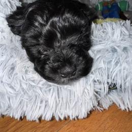 Cavapoo, Cockapoo, Goldendoodle, and Maltipoo Puppies from Perdue Puppies