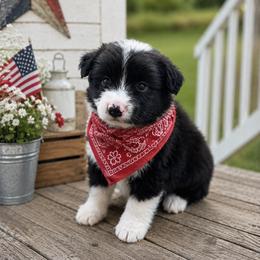 Grady - Black & white male Miniature Australian Shepherd puppy in Brookshire, Texas from P's Aussies