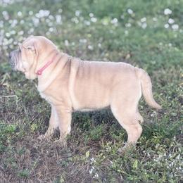 Fancy - Blue sable female Chinese Shar-Pei puppy in Lehigh Acres, Florida from Florida Wrinkles