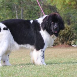 Rosie - Newfoundland