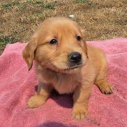 Rainier - Red collar - Dark golden male Golden Retriever puppy in Tenino, Washington from Oak River Goldens'