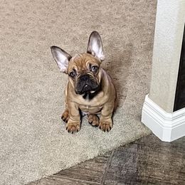 French Bulldog Puppies from Silver Maple Frenchies