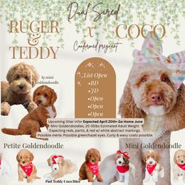 Upcoming Litter female pick 5 - Red  female Goldendoodle puppy in Hopkins County, Texas from Boutique Doodles