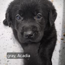 Acadia Gray collar - Black male Labrador Retriever puppy in Greenwich, Ohio from Pure Gem Kennel