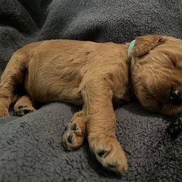 Goldendoodle and Poodle Puppies from Doodles by Design