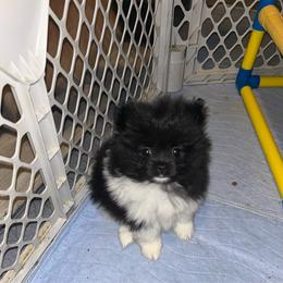 Juniper - Black parti female Pomeranian puppy in Zavalla, Texas from Precious Puff Poms