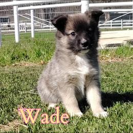 Wade - female Nenets Herding Laika puppy in Rockville, Maryland from Skais the Limit