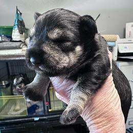 Female - Salt and pepper female Miniature Schnauzer puppy in La Fayette, Georgia from Daniels Mini Schnauzers