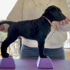 Curly-Coated Retriever Puppies from Full Curl Retrievers