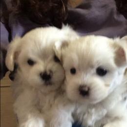 Maltese from Maias Mini Supremes